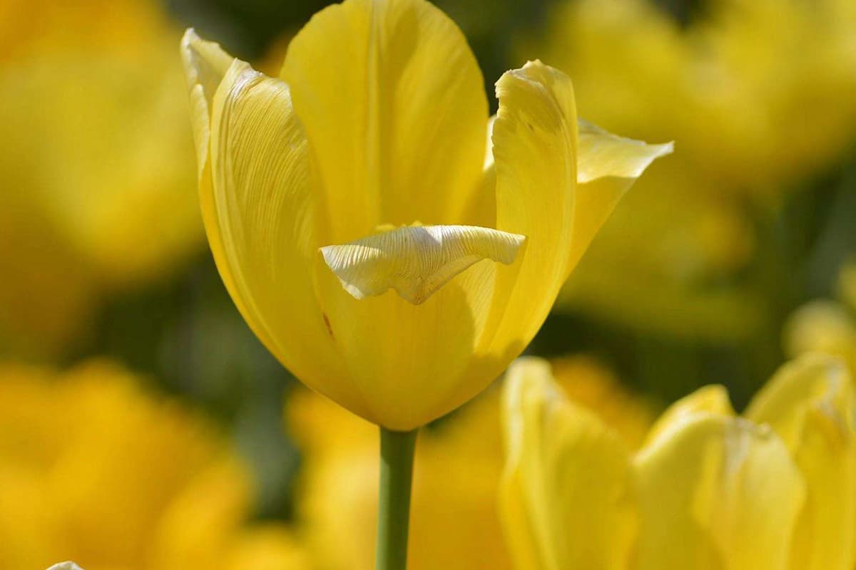 Tulipe jaune