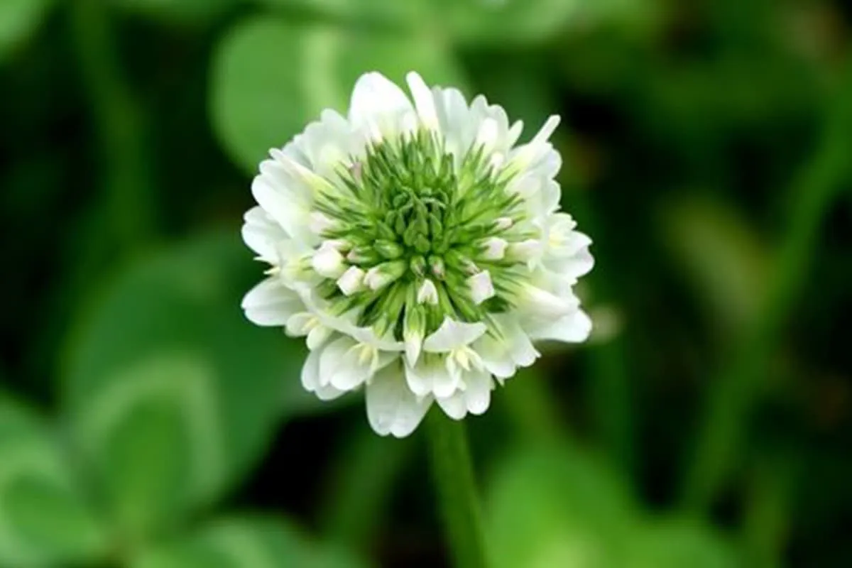 Alfalfa Flower