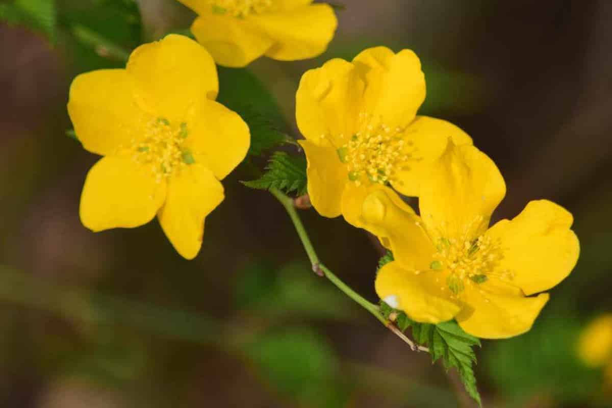 Spirea berbunga kuning