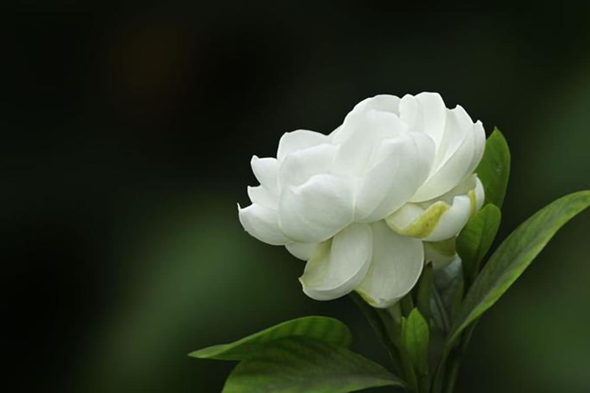 Gardenia