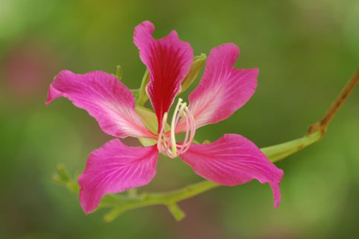 Bauhinia