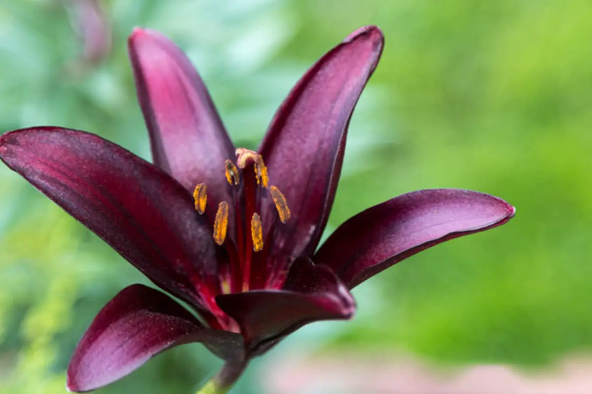 Lys noir