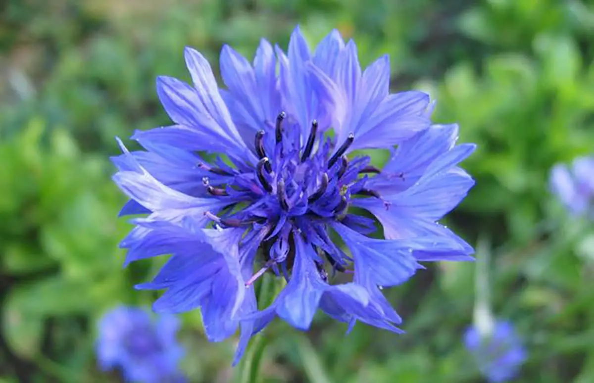 Cornflower