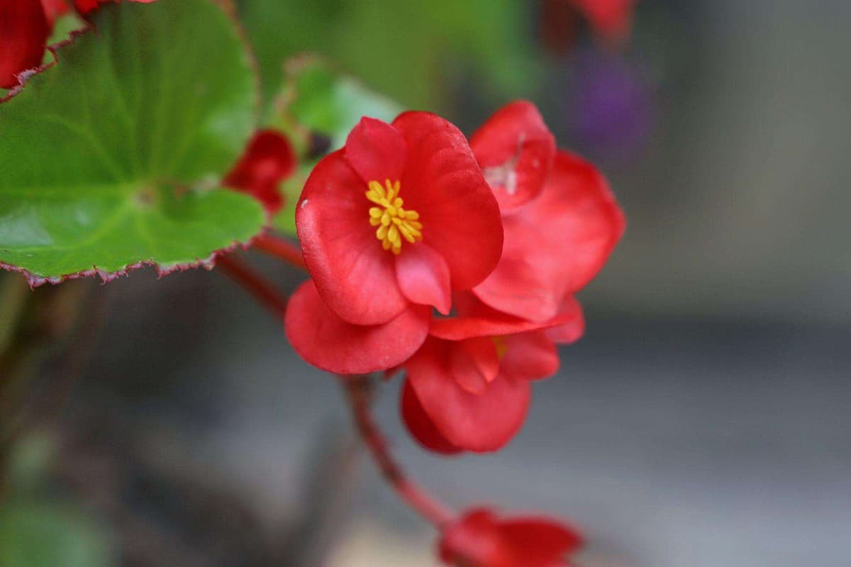 Begonia