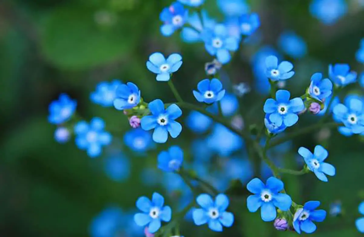 Forget-me-not