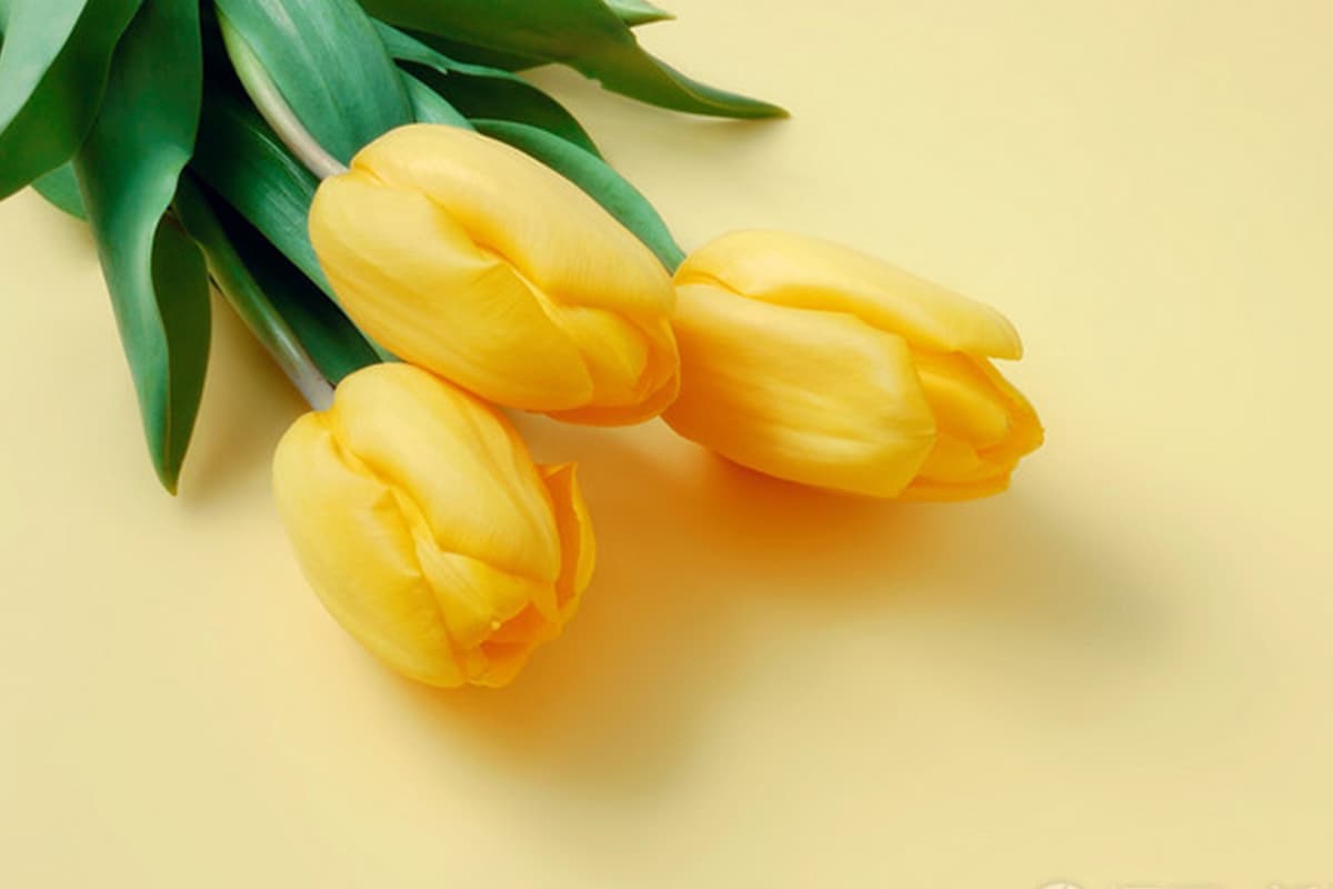 Tulips