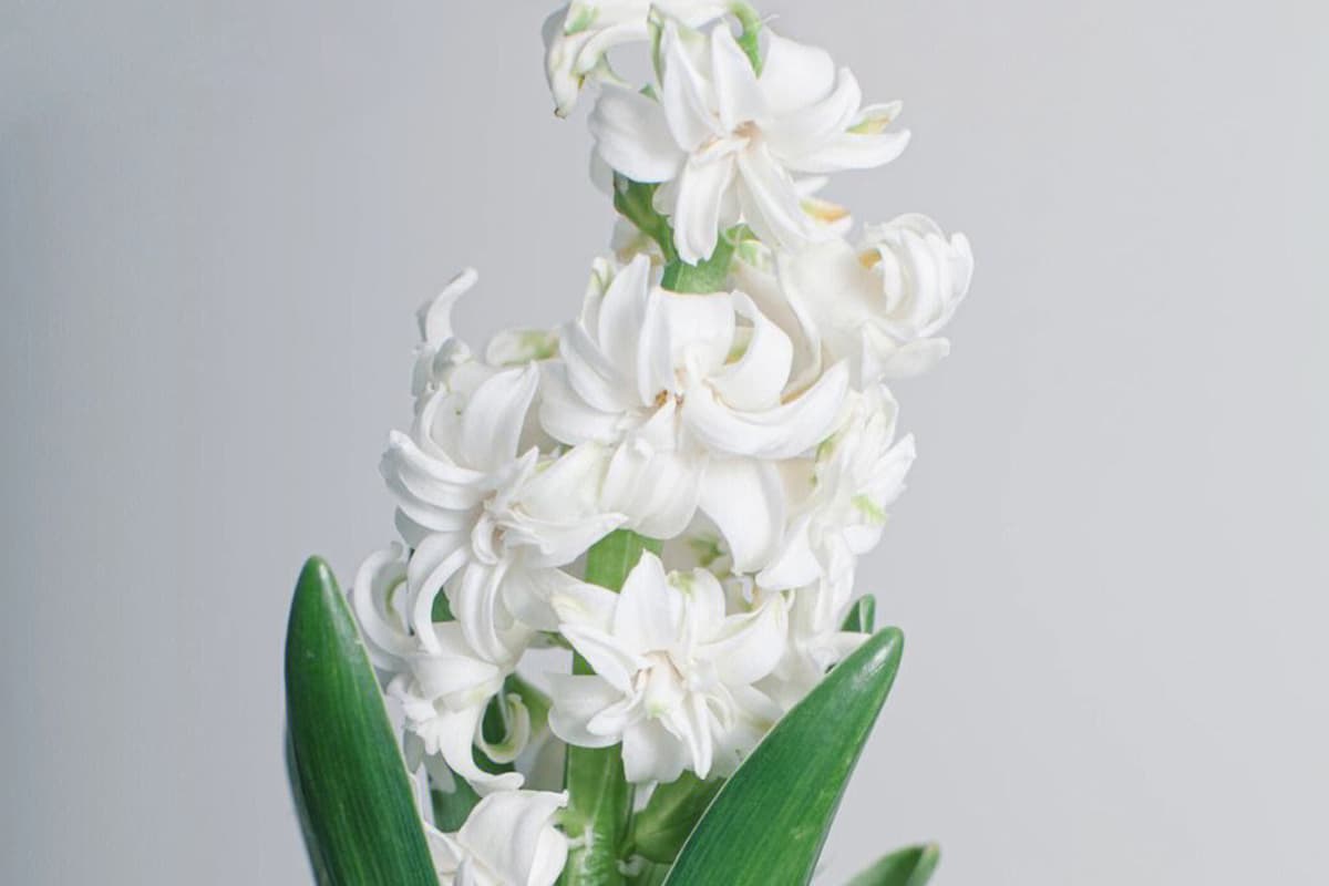 Hyacinth