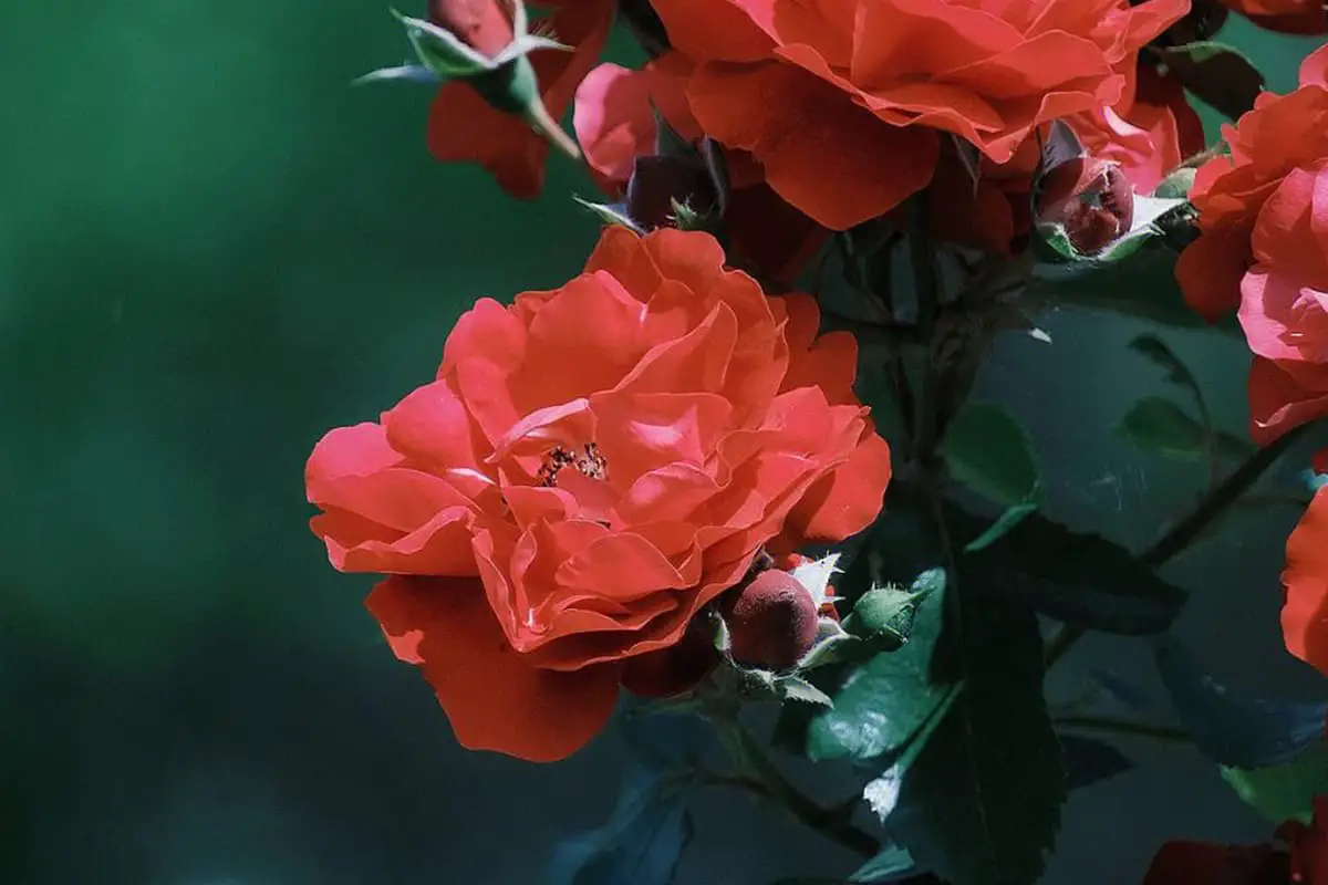 Le rose