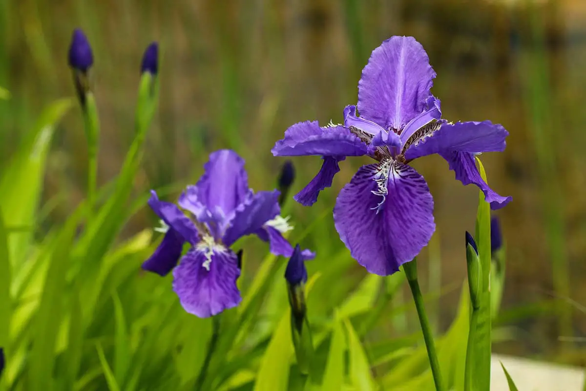 Iris