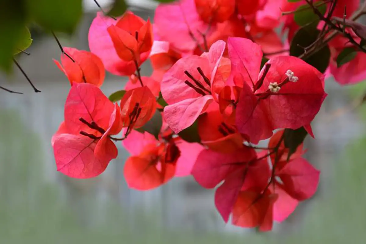 Bougainvillea
