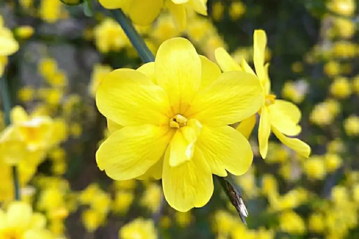 Forsizia