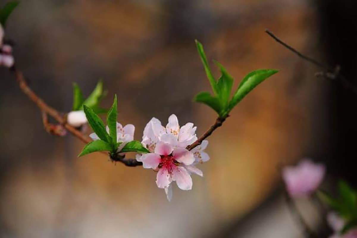 Pfirsichblüte