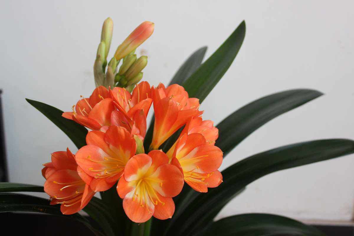 Clivia