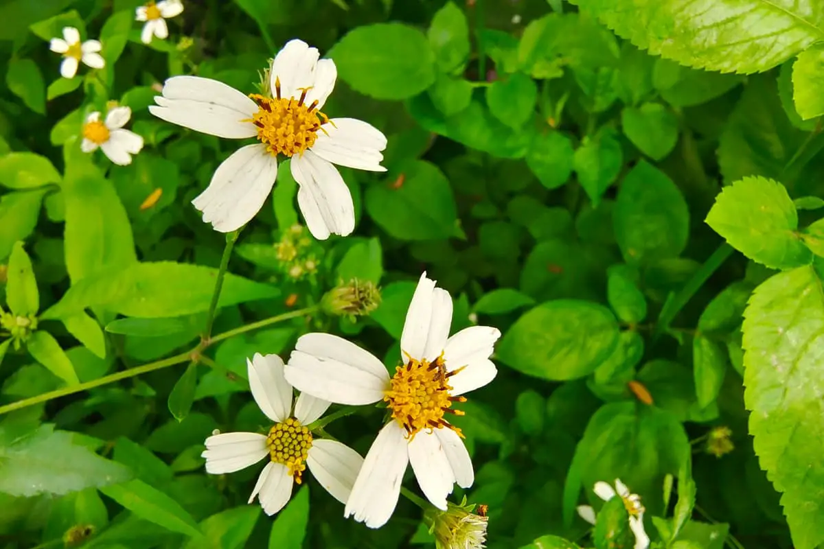 Pilosa Bidens Putih