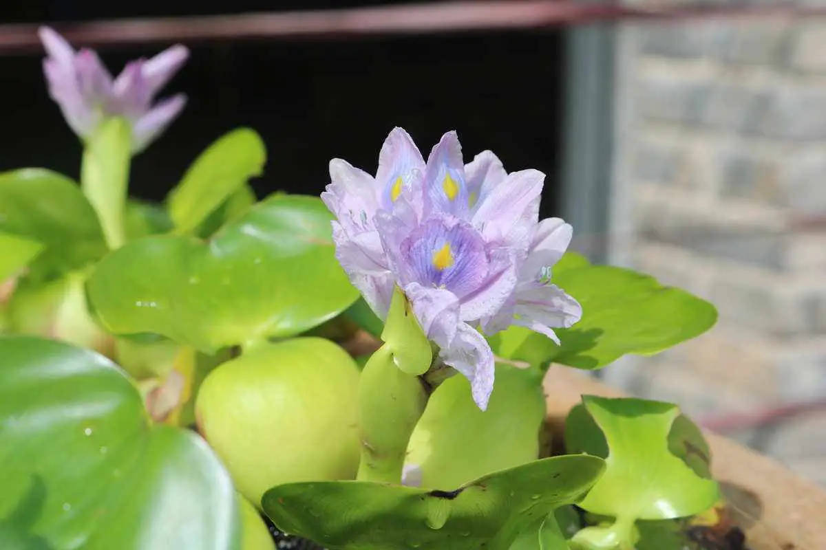 Water Hyacinth