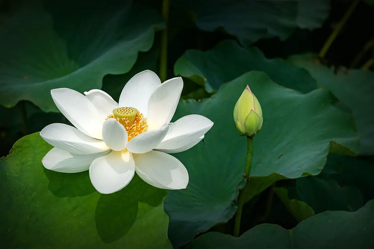 Lotus