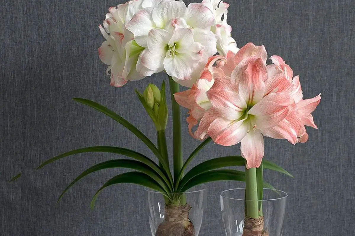 Amaryllis