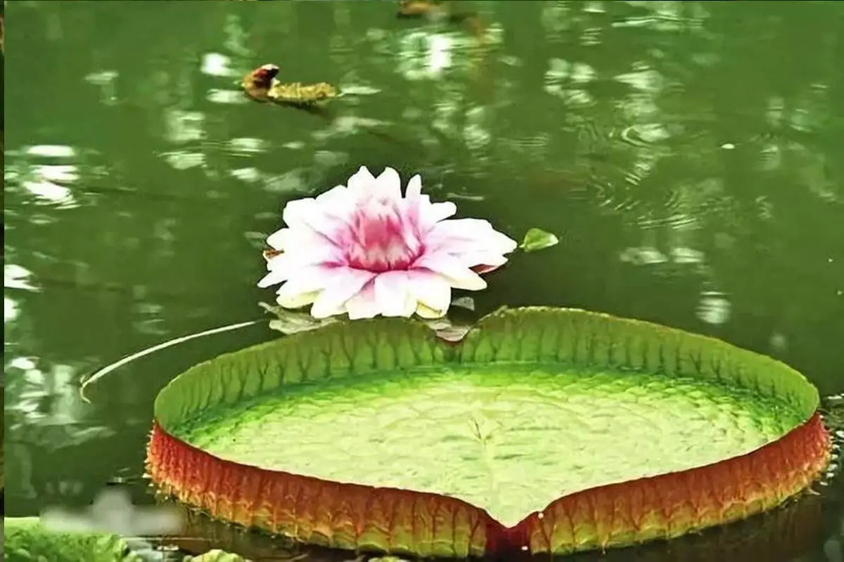 Victoria Amazonica