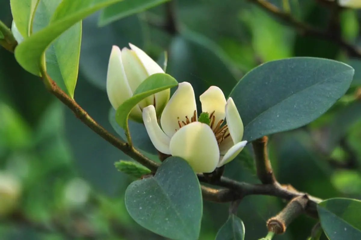 Michelia Alba