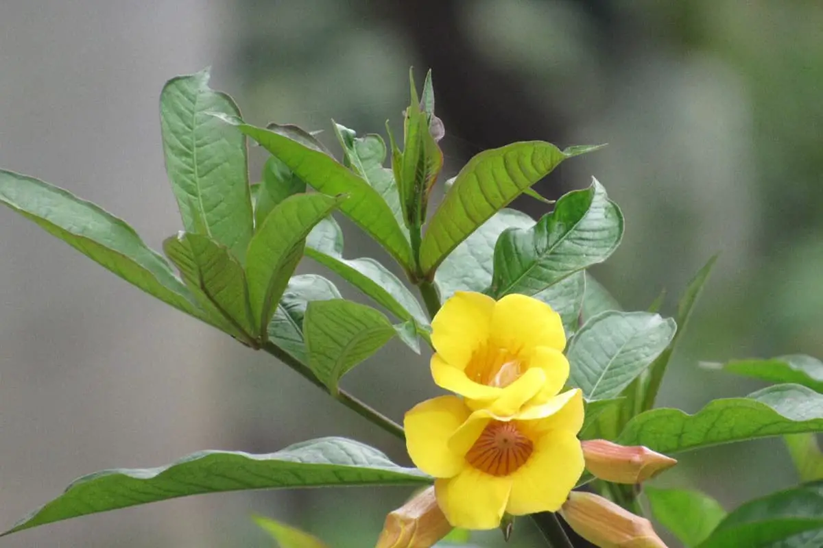 Allamanda Cathartica