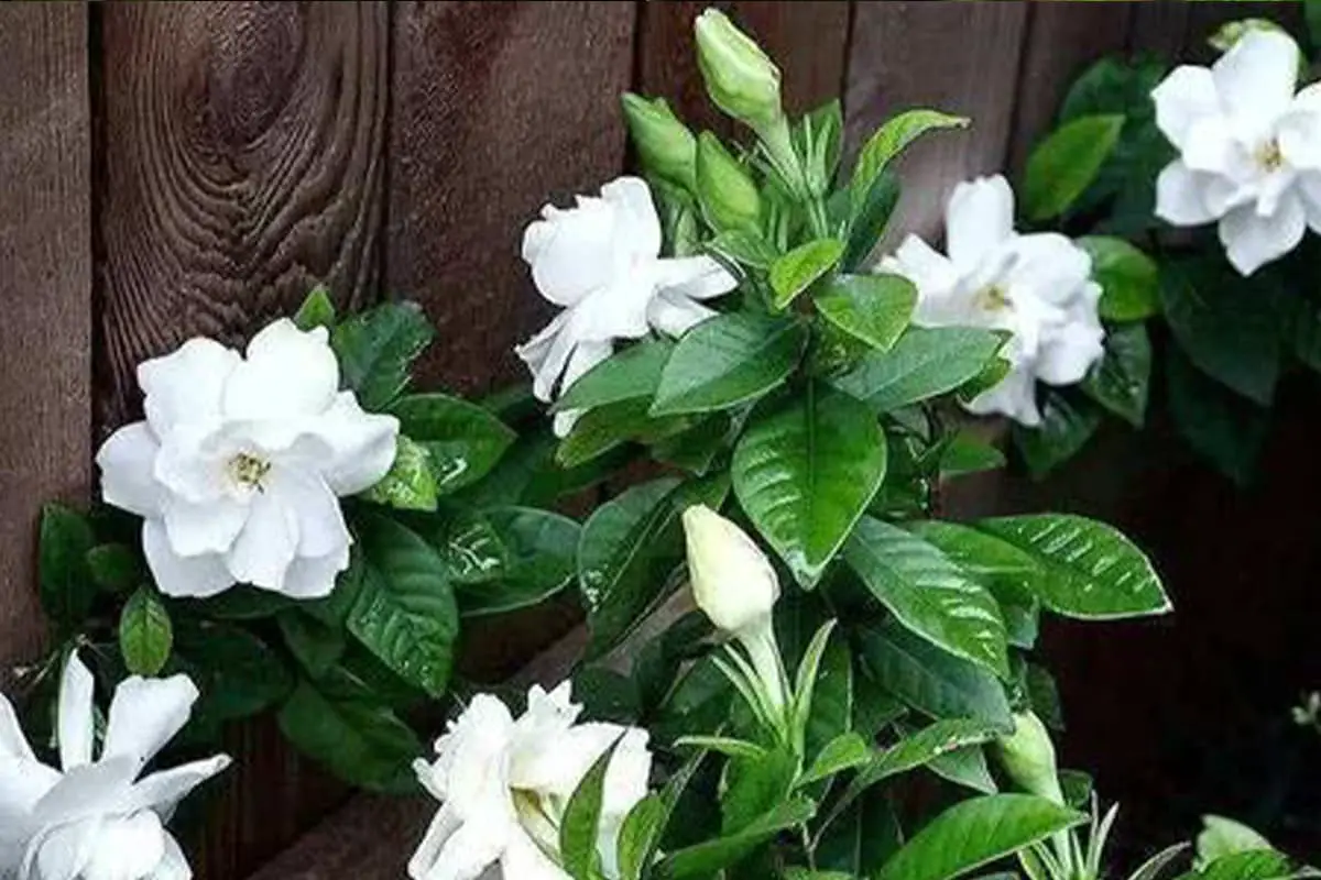 Gardenia
