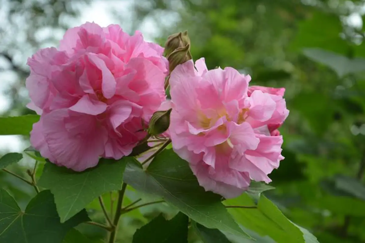 Hibiscus