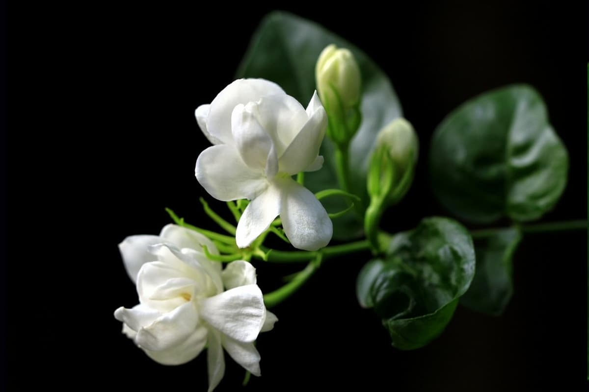 Jasmine