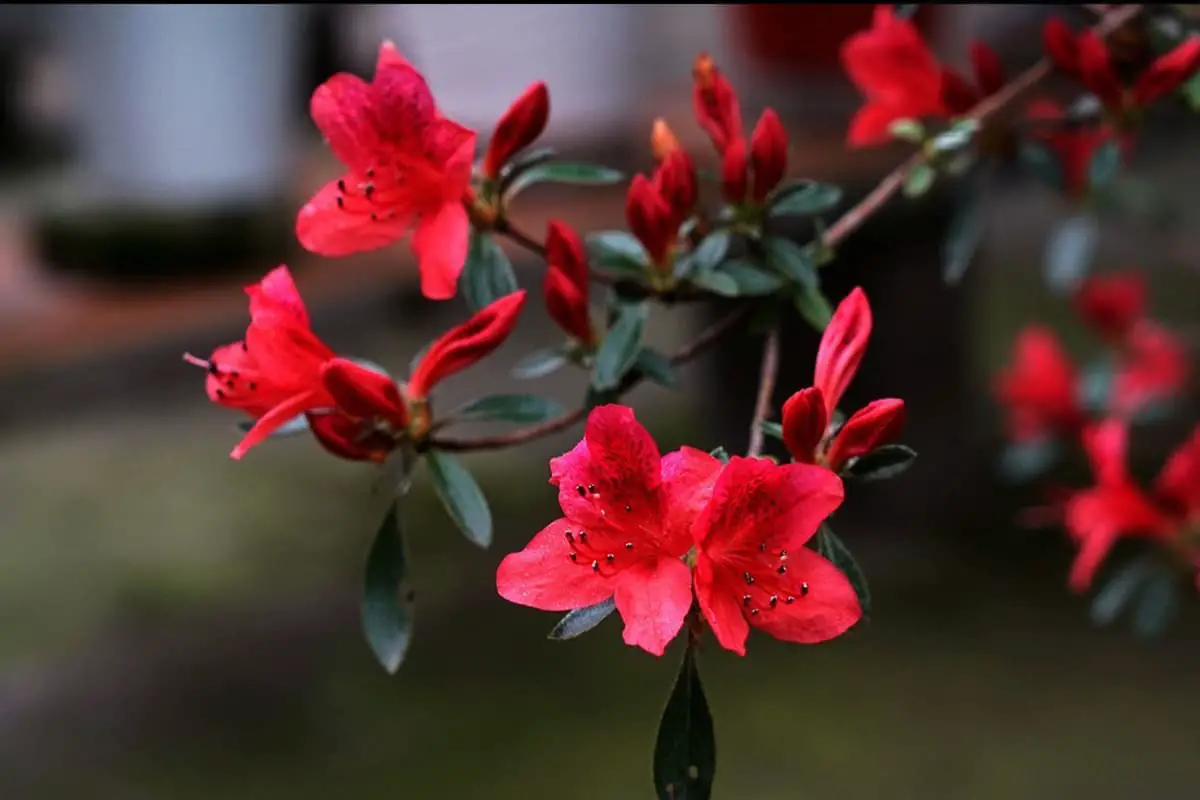 Rhododendron