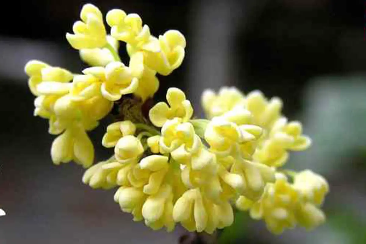 Osmanthus