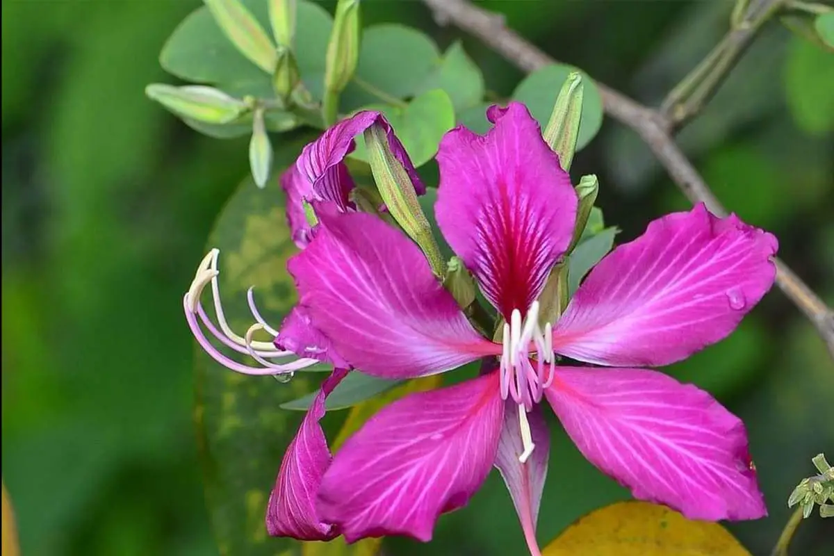 Bauhinia