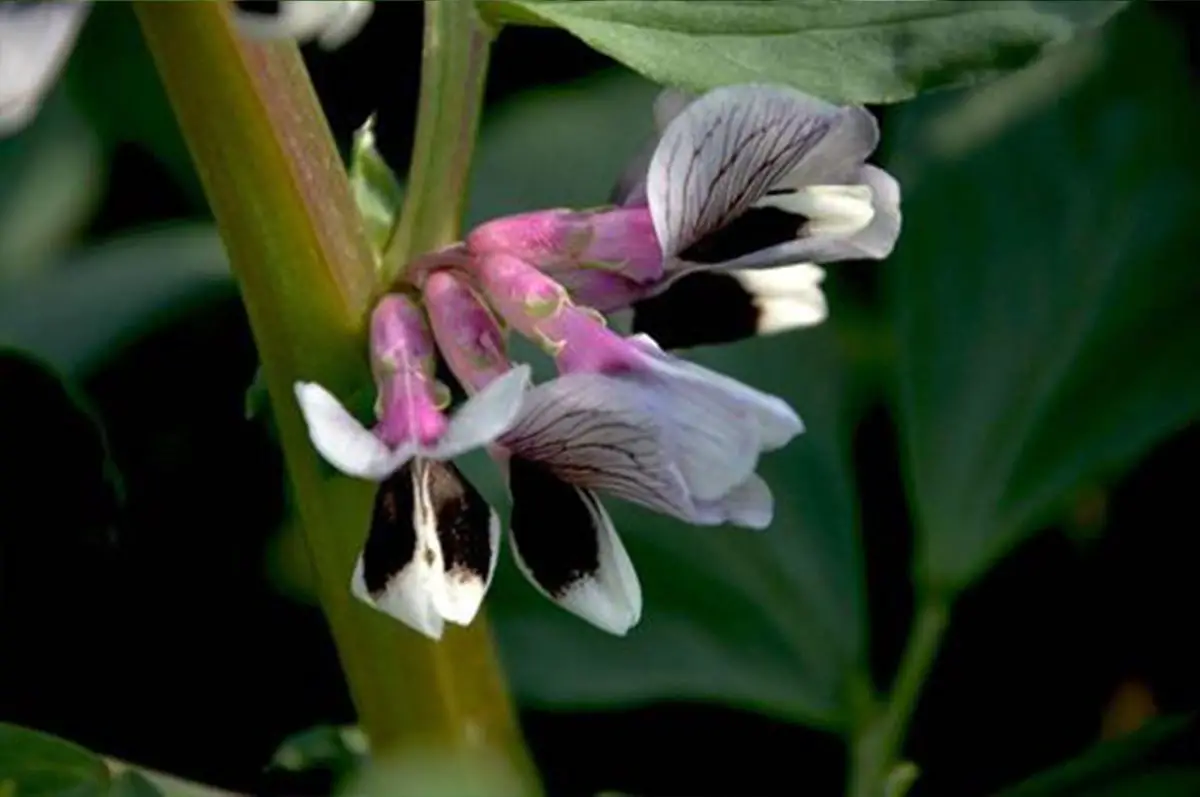 Broadbean Flower