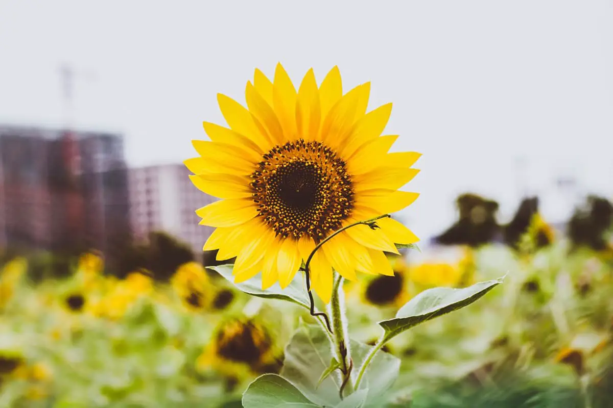 Sunflowers