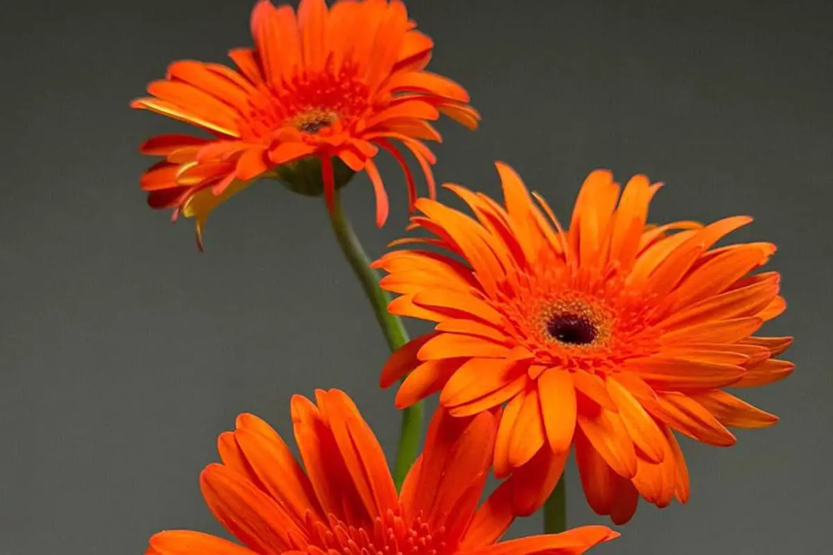 African Daisies