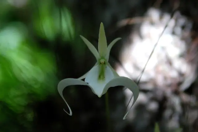 Ghost Orchid