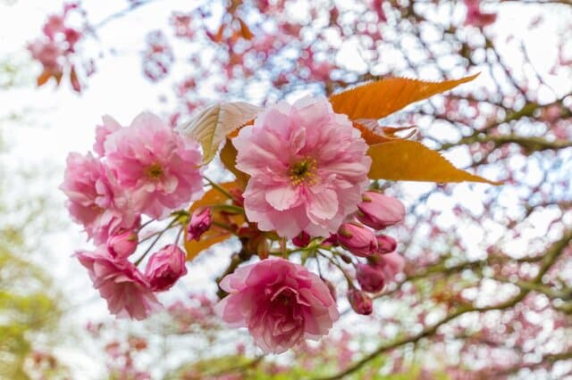 Kasumizakura - Red Tassel