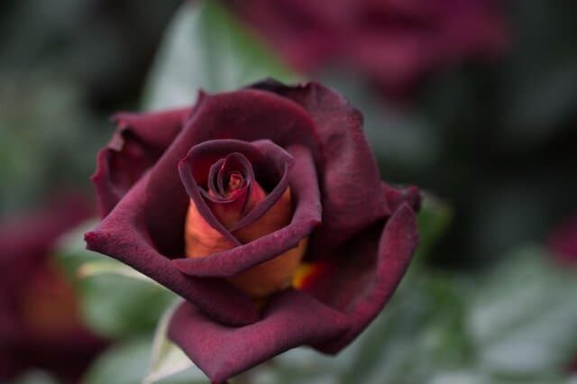 Louis XIV Rose