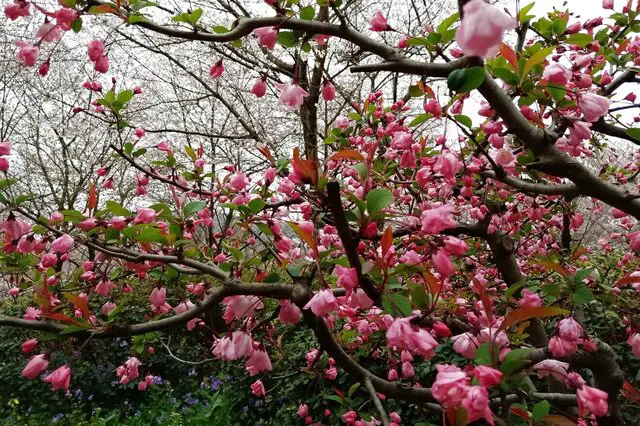 Weeping Threadleaf Begonia