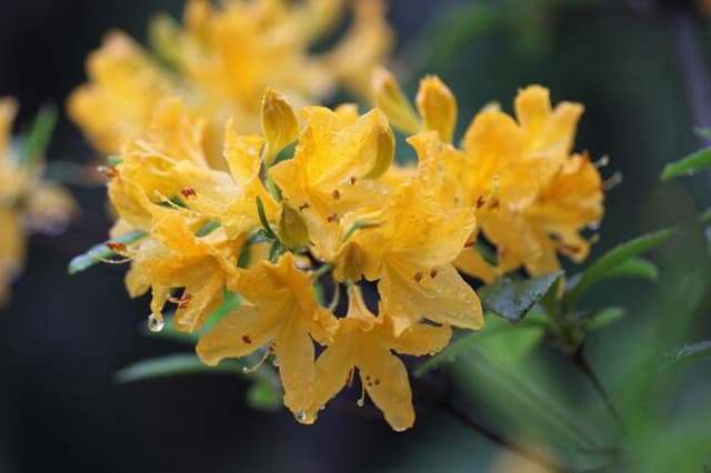Gelber Rhododendron
