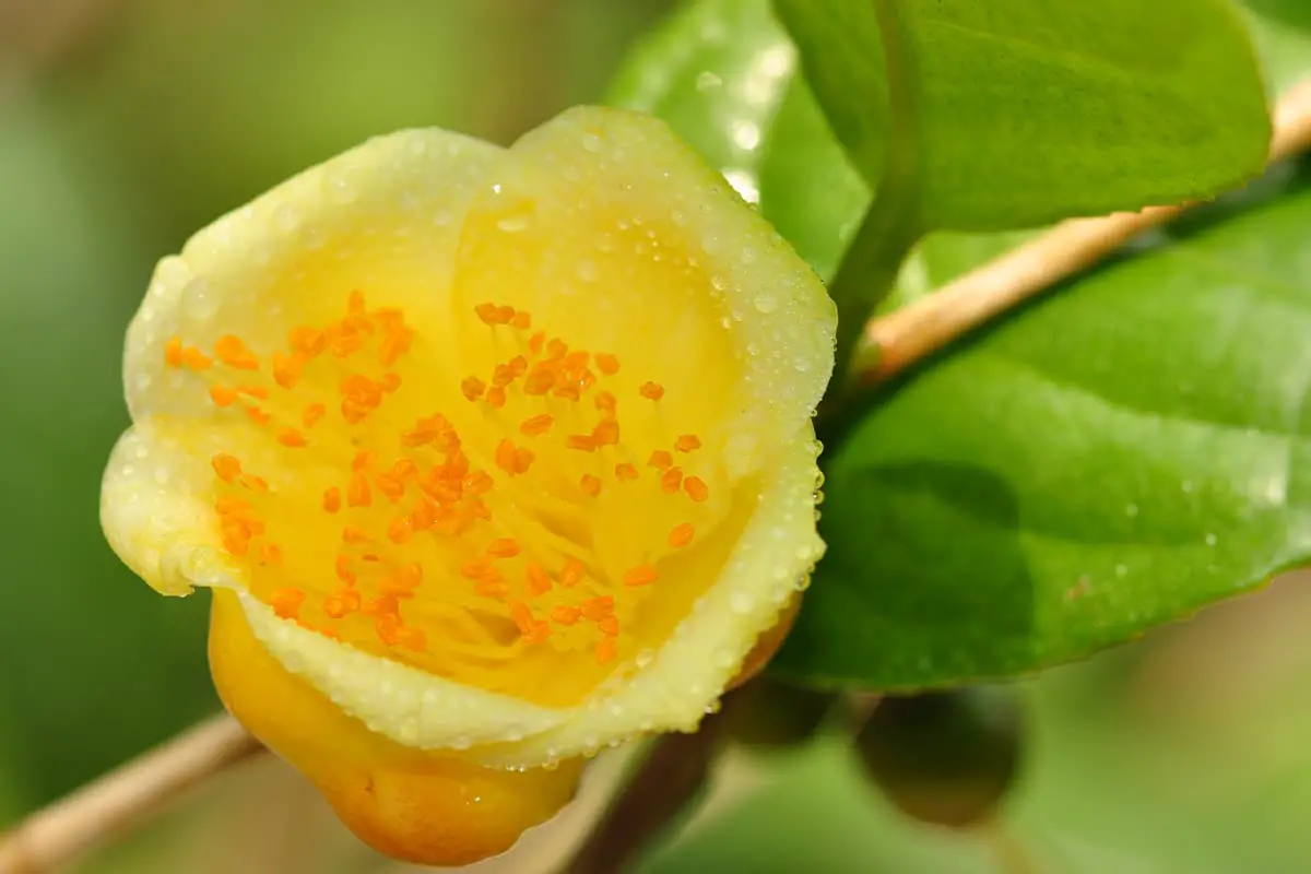 Golden Flower Tea