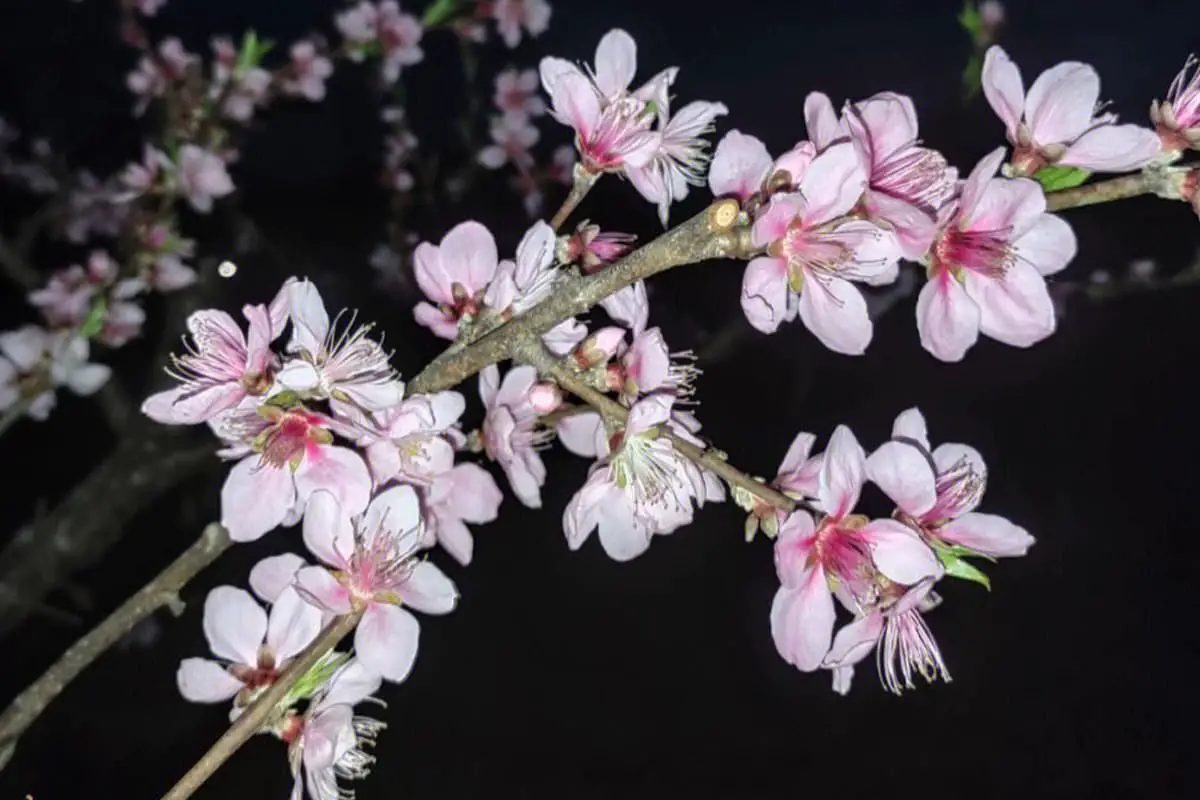 Fiori di pesco