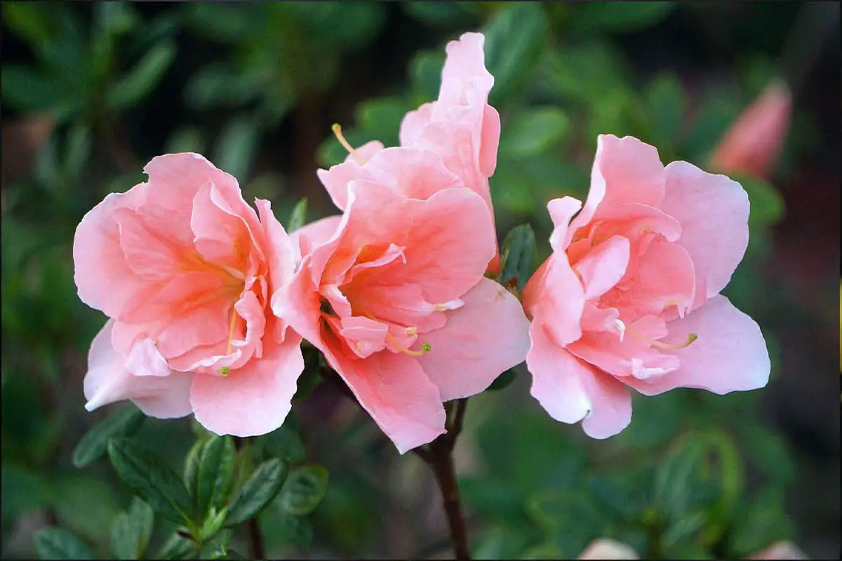 Rhododendron