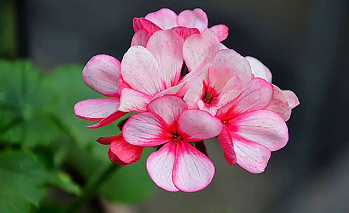  Geranium