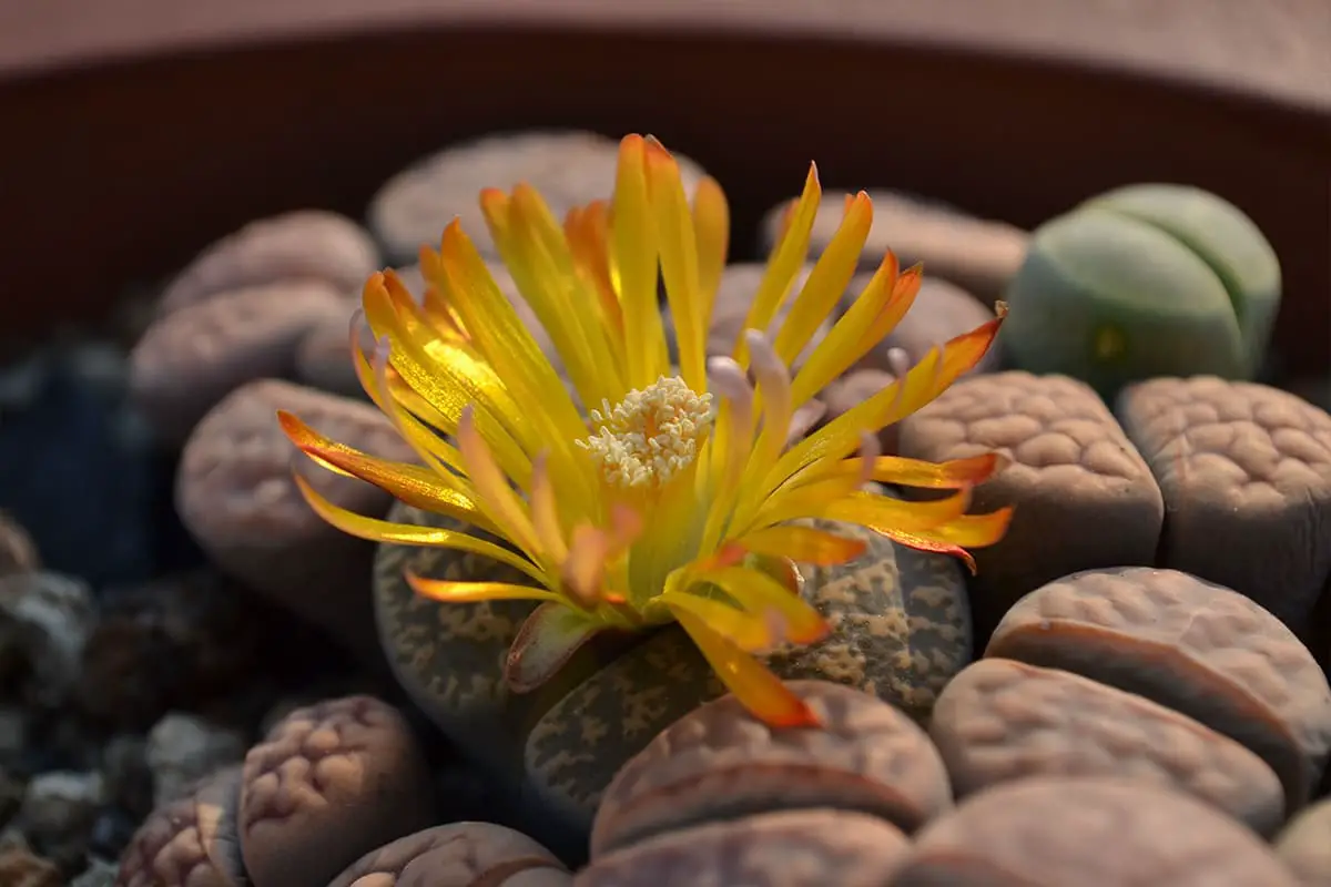 Lithops