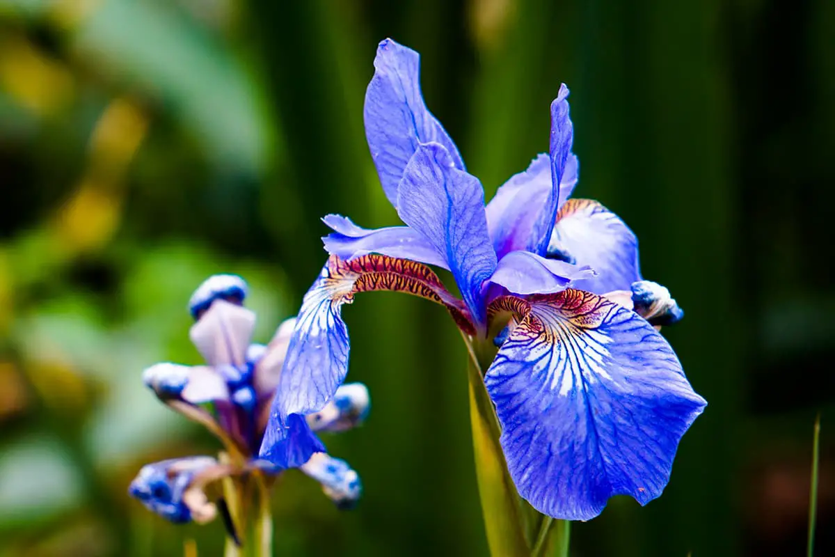 Sprache der Irisblüten