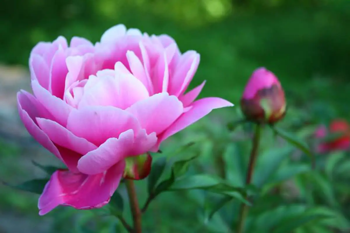Peonia