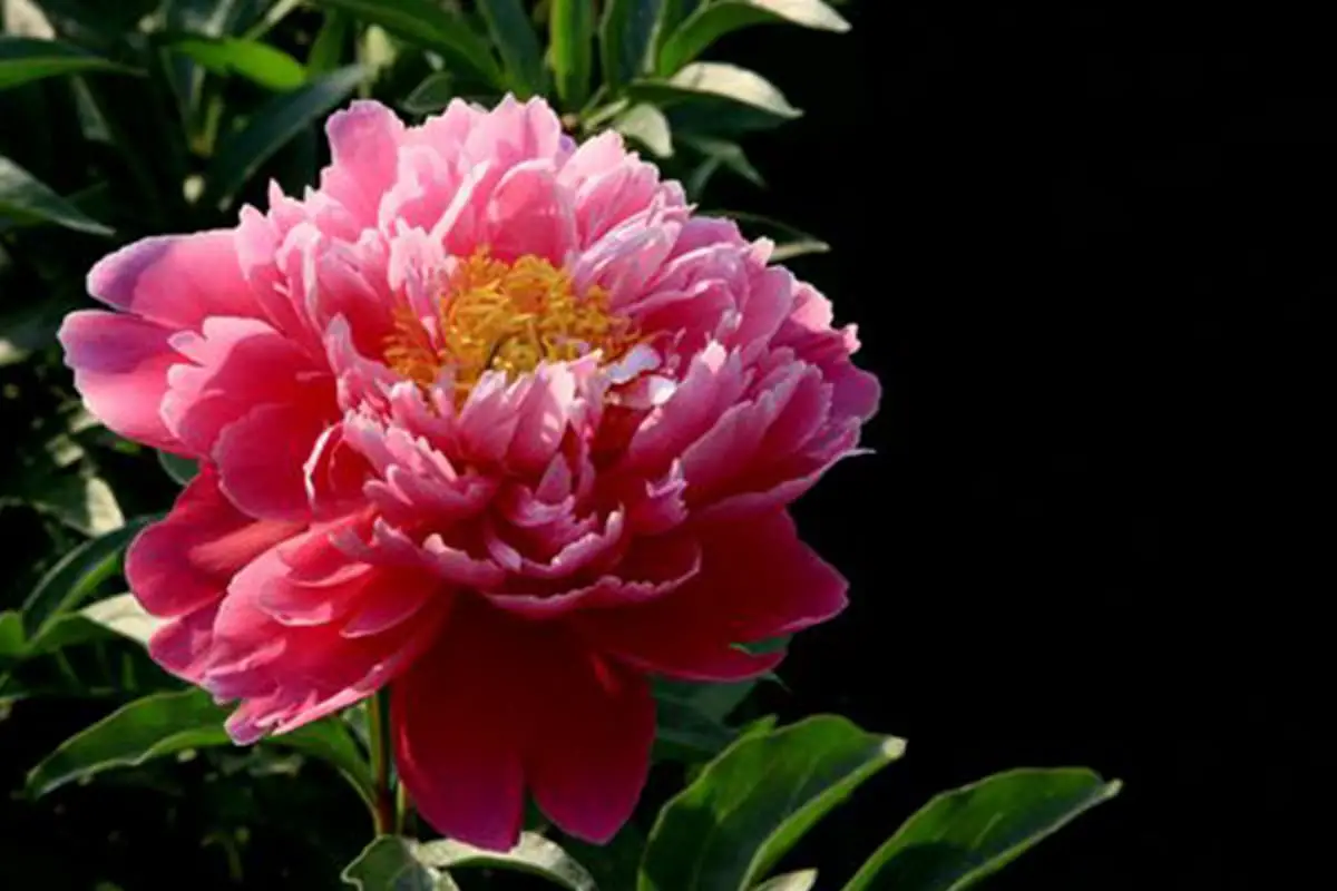 Paeonia