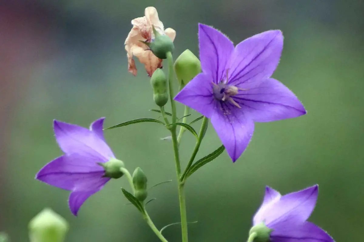 Sprache der Irisblüten