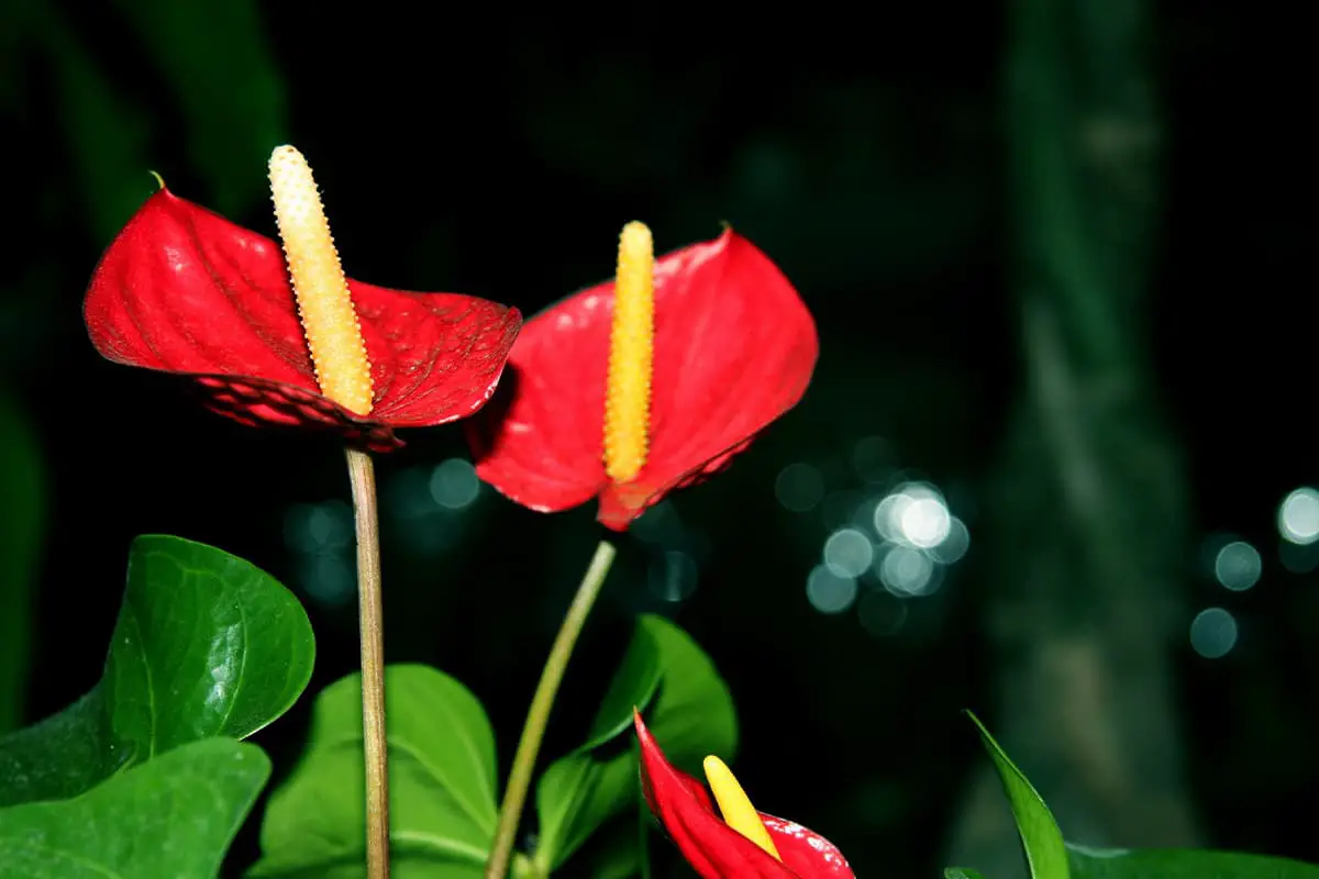 Flamingo Flower