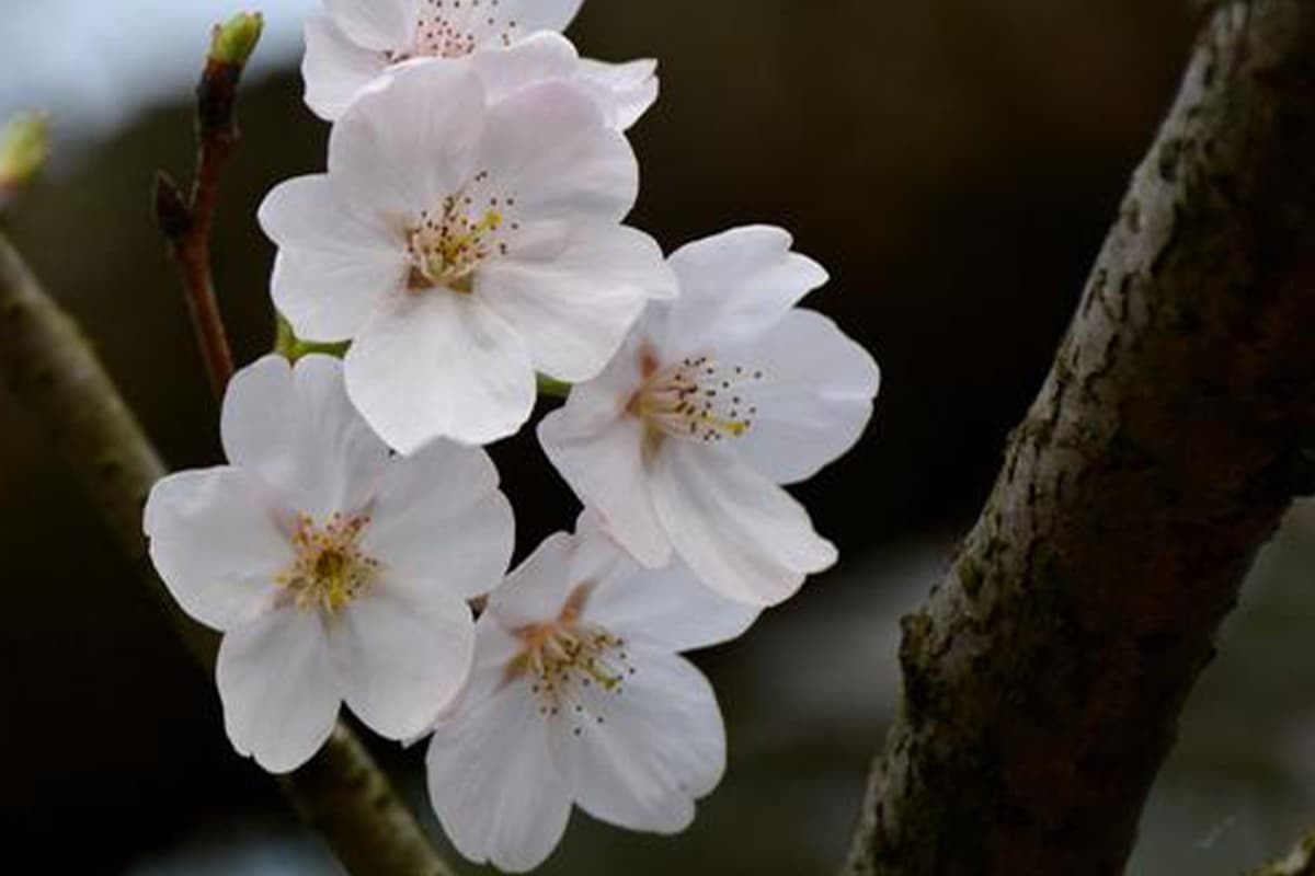 Sprache der Kirschblütenblume