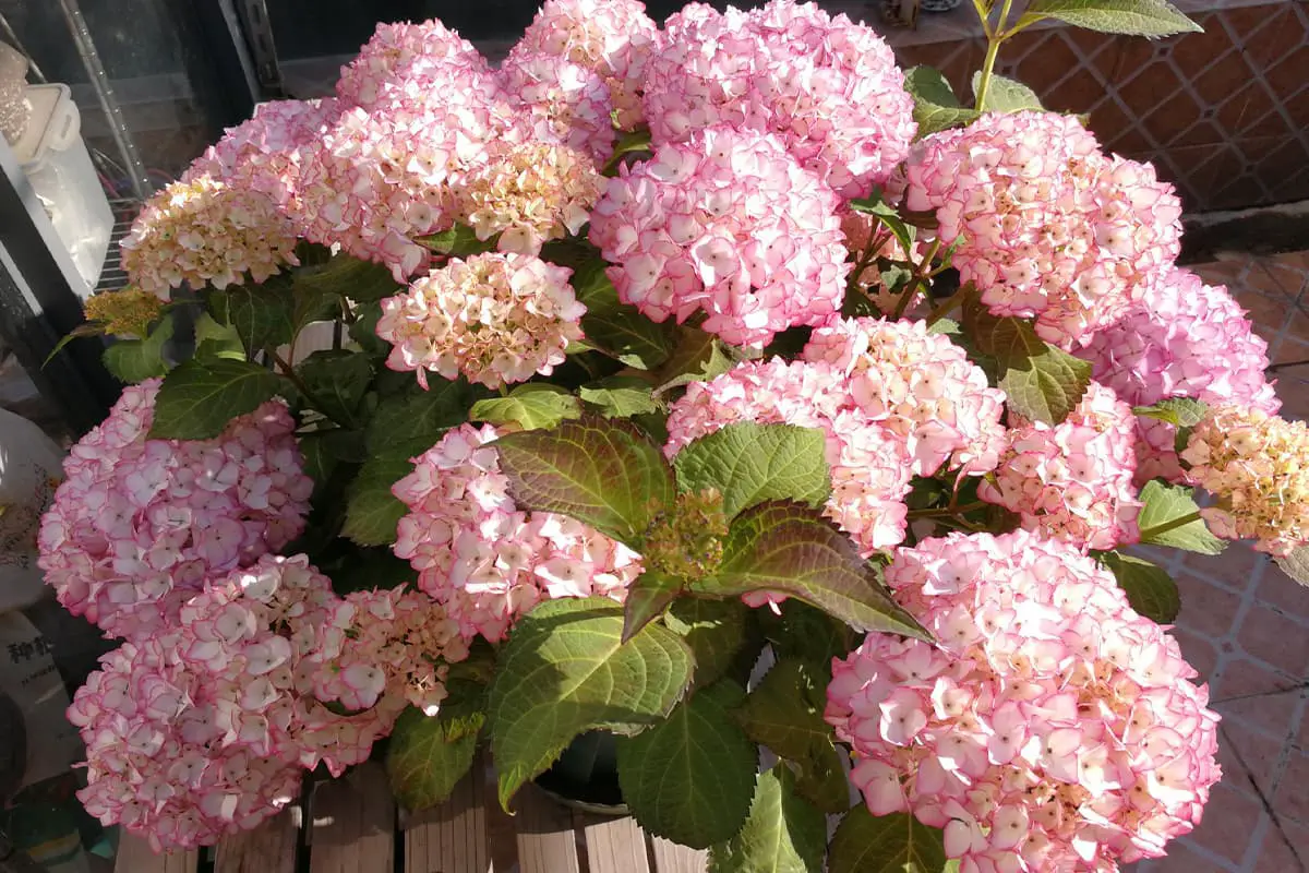 Bahasa Bunga Hydrangea